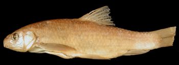 Media type: image; Ichthyology 32714
